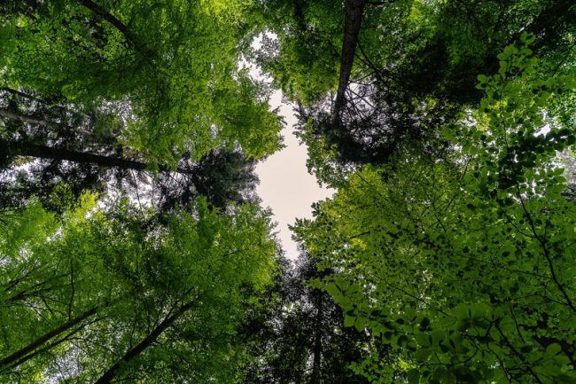 QUESTIONS DE DROIT FORESTIER