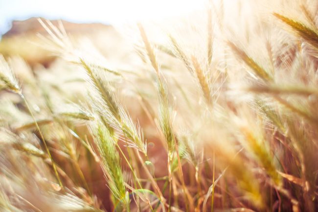 DES FERMAGES ENCORE EN HAUSSE POUR 2020 DANS UNE ÉCONOMIE EN CRISE