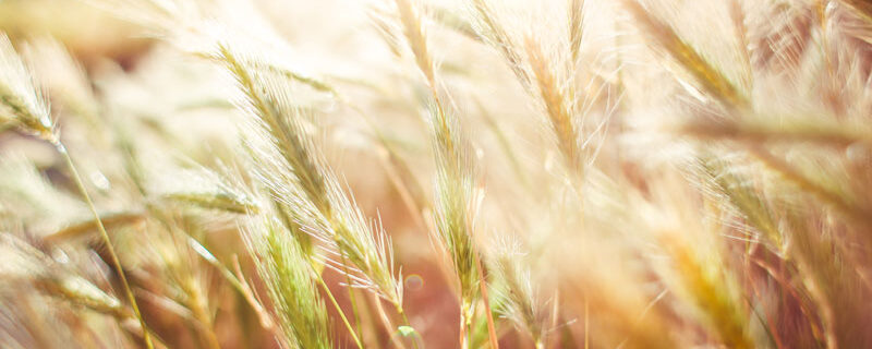 DES FERMAGES ENCORE EN HAUSSE POUR 2020 DANS UNE ÉCONOMIE EN CRISE