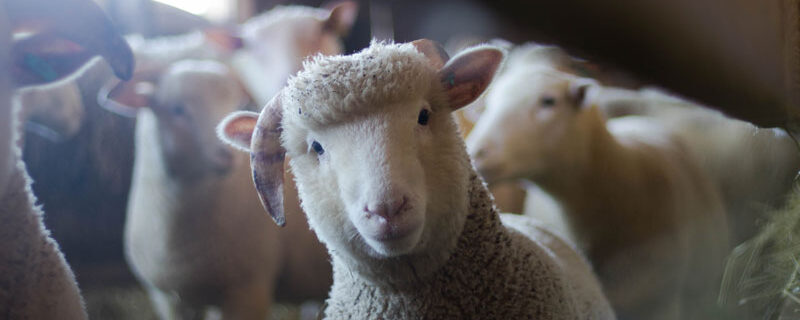 IMPACT DE LA LOI ASAP SUR LE CODE RURAL : DES RETOUCHES CHIRURGICALES