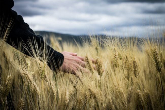LA SÉPARATION DES FERMIERS : NOUVEAU CAS DE RÉSILIATION JUDICIAIRE DU BAIL