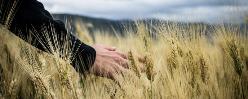 LA SÉPARATION DES FERMIERS : NOUVEAU CAS DE RÉSILIATION JUDICIAIRE DU BAIL