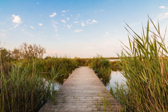 DROIT DE PRÉEMPTION DANS LES ESPACES NATURELS SENSIBLES : LES DONATIONS DEVRONT ÊTRE PURGÉES À L’ÉGAL DU DPU