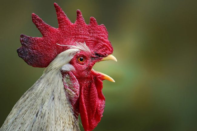 LES TROUBLES ANORMAUX DU VOISINAGE : LA CAMPAGNE LIBÉRÉE...