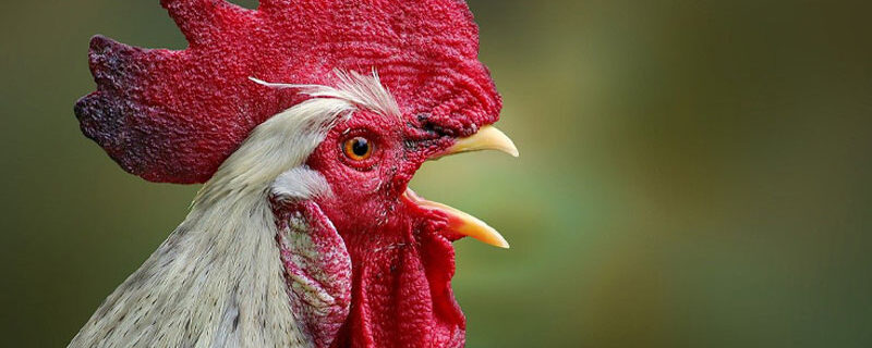 LES TROUBLES ANORMAUX DU VOISINAGE : LA CAMPAGNE LIBÉRÉE...