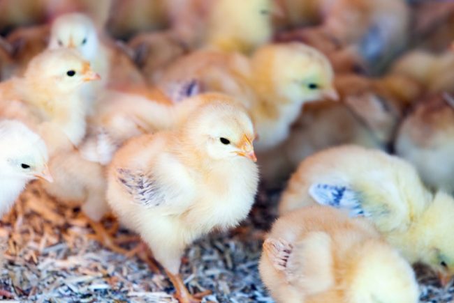 L’animal, à la fois sujet de droit, produit et bien de consommation