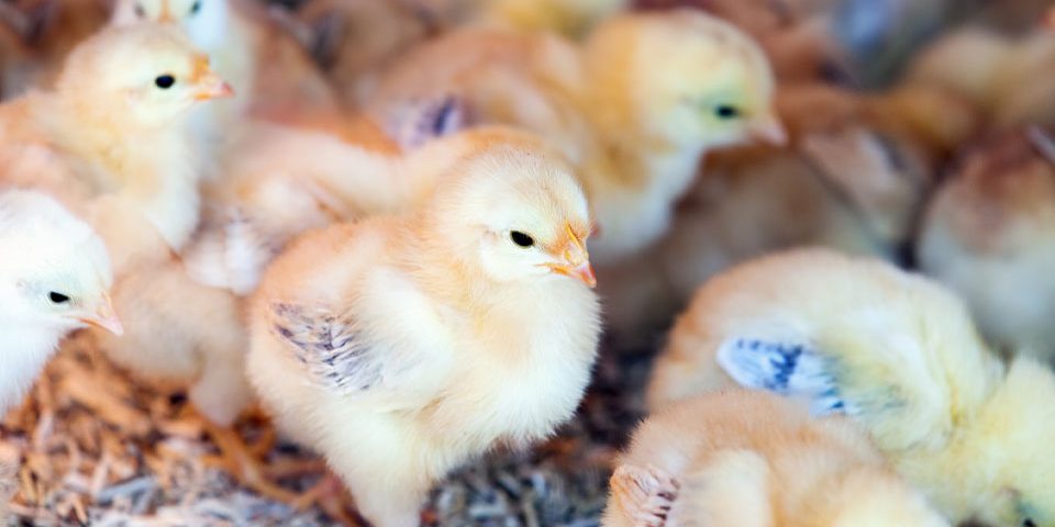 L’animal, à la fois sujet de droit, produit et bien de consommation