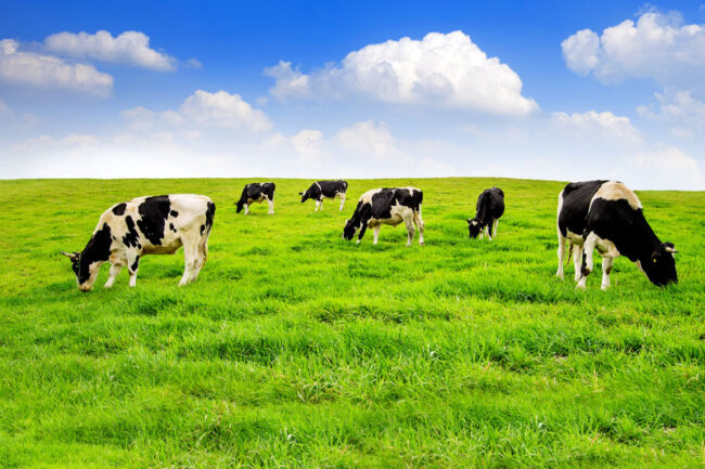 EXONÉRATION EN FAVEUR DE CERTAINS BIENS RURAUX : L’ADMINISTRATION CONFIRME LA SUPPRESSION DE LA CONDITION RELATIVE À LA DATE DU BAIL À L’ÉGARD DES TRANSMISSIONS RÉALISÉES À COMPTER DU 15 FÉVRIER 2025